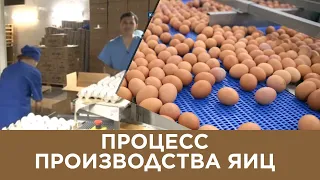 Процесс производства яиц