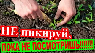 ПИКИРУЙТЕ ТОМАТЫ ТОЛЬКО ТАК!!! КОГДА ПИКИРОВАТЬ ТОМАТЫ? ПРОСТОЙ СПОСОБ