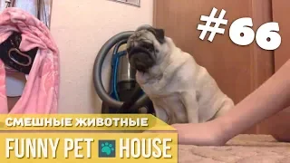 СМЕШНЫЕ ЖИВОТНЫЕ И ПИТОМЦЫ #66 ИЮНЬ 2019 [Funny Pet House] Смешные животные