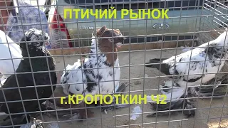 30.08.20.Птичий Рынок г.Кропоткин ч2.08/30/2020. Bird Market, Kropotkin, part 2.