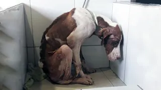 The dying dog had no hope of help! The owner abandoned him on a deserted road!