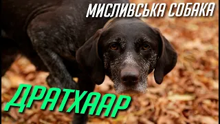 Дратхар - кращий друг та помічник кожного мисливця