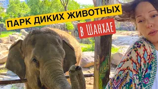 Парк диких животных в Шанхае. Wild Animal Park