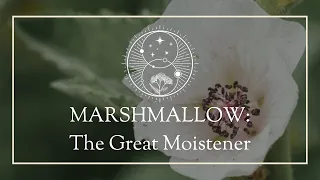 Marshmallow: The Great Moistener