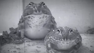 【WARNING LIVE FEEDING!!】Jabba & 101 frogs & Pocohead【African bullfrog】