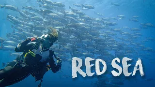 Scuba Diving in the Red Sea | Sharm el Sheikh, Egypt 2022