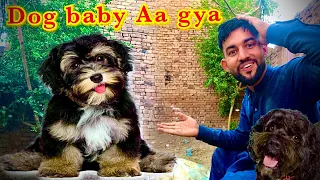 Dog baby Aa gya Chota jungle main😍😍