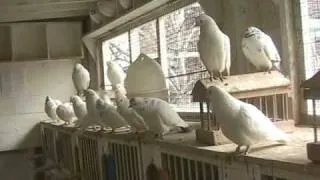 AVE. A  PIGEONS