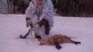 Fox calling and badger hunt, Lokkjakt på rev og grytjakt på grävling