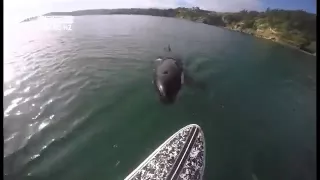 Stand Up Paddle Boarding with an Orca Whale
