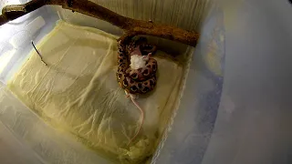 Feeding the rainbow boa, Epicrates cenchria. Удав кушает.