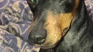 zwergpinscher.цвергпинчер.гарри. никополь . Magnifisent