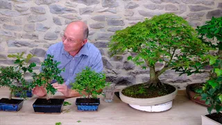 🌳 Amber Grilling Bonsai Expert Lloyd | Exploring the Art of Bonsai Care 🌳