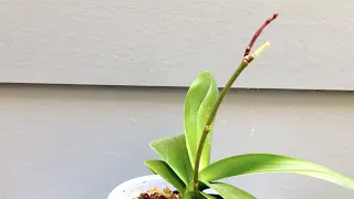 Orchid New Flower Spike on an Old Spike Update