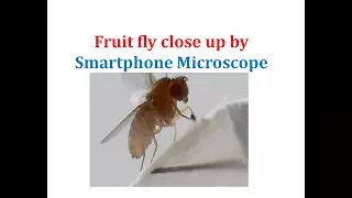Smartphone Microscope magnification : Close of Fruit Fly