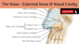 External Nose & Nasal Cavity | Boundaries | Blood supply & Nerve Supply #Anatomy #mbbs #education