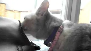 Smokey The Cat - World's Loudest Cat