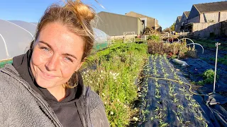 Planting Out Hardy Annuals on the Flower Farm (New mid-week videos!)