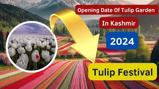 Tulip Garden Kashmir Opening Date 2024 |Tulip Festival 2024 Srinagar