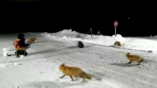 Подкормка диких животных. Росомаха, лисицы. Чукотка, 2017
