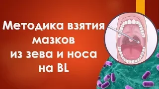 Методика взятия мазков из зева и носа на BL