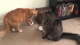 Simba vs Scar Fight Reenactment By My Cats