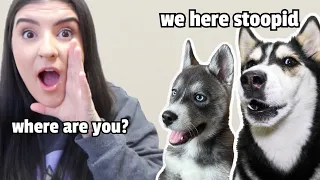 What Happens When You Ignore 2 HUSKIES!
