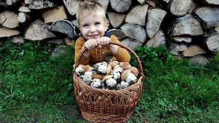 The whole family eats mushrooms. The little mushroom picker collects porcini mushrooms