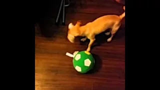 Momo playing with Ball