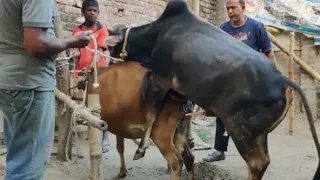 #Cow meeting #Cow Breeding New style ///New Uplode, Feb 27_2_2021....