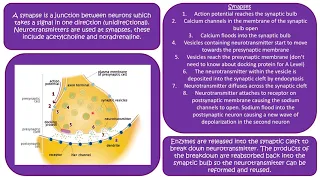 AQA A Level Biology 6.2 Synaptic Transmission