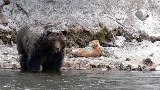 "It Really Wasn't the Bear's Fault": Grizzly Attack Survivor Reflects | National Geographic