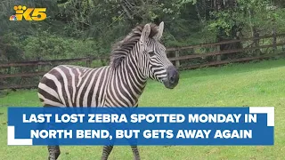 Last lost zebra spotted Monday in North Bend, but again got away