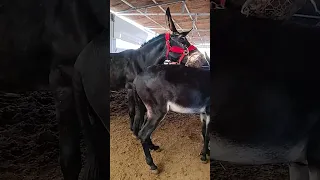 Funniest Donkey Ever Donkey Training the fun way 122