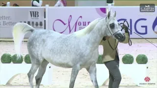 N.76 MASHHORA ALSHMOS - Almortajaz Arabian Horse Show 2024 - Fillies 3 Years Old (Class 3)