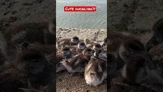 Cute ducklings 🐥 #cute #duckling #littleducks #shorts