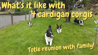 Cardigan Welsh Corgi reunions with his family! 4 corgis play in the garden | Totle the corgi Ep.58