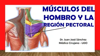 🥇 SHOULDER MUSCLES and Pectoral Region. Easy and Simple