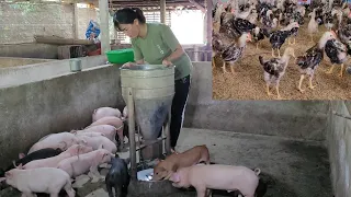 Caring for piglets.  And take care of the chicks.  Country Life / My Farm.  (Episode 43).