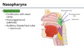 Pharynx LO5 - M1 Anatomy Learning Objectives