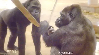 Female Gorilla Cares Wounded Male After Trouble With a Silverback | The Shabani Group