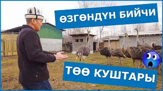 ТӨӨ КУШ БАГЫП МИЛЛИОНДОРДУ ТАПСА БОЛОТ / ӨЗГӨНДӨГҮ ӨЗГӨЧӨ ТӨӨ КУШТАР