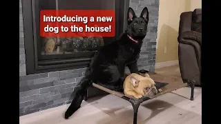 How to introduce a new dog to your house!