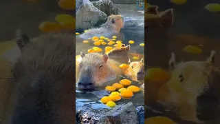 ☺️Капибара #wildlife #youtubeshorts #capibara