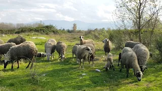 Про доход от овец  (дополнение к первому видосу)