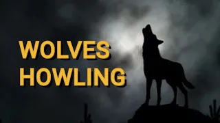 WOLVES HOWLING SOUND EFFECT in High Quality