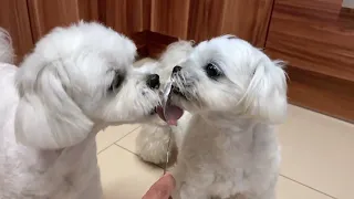 MY MALTESE DOGS KISSED EACH OTHER ?! ❤️