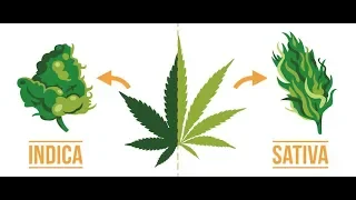 Indica vs Sativa?  Does it even matter?