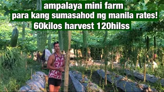 Magkano kitaan sa AMPALAYA mini farm? 60 kilos harvest 120 hills