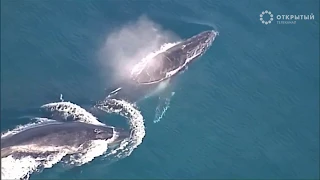 Лучшие видео недели о животных от Рейтер, 15.10.18